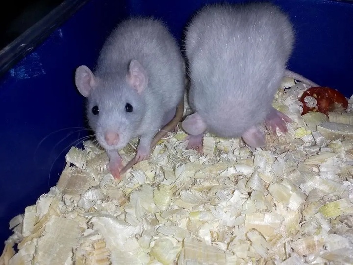 Bezpyłowe trociny ściółka ProBioBED Classic dla gryzoni, koni ODPYLONE 250l