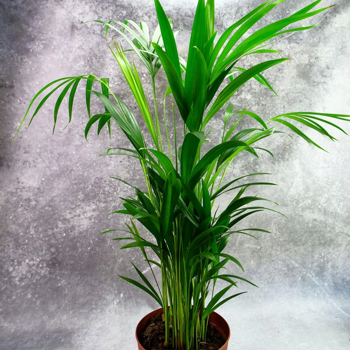 Areka palma Areca Dypsis czyści powietrze Wys. 70cm Zimoodporne