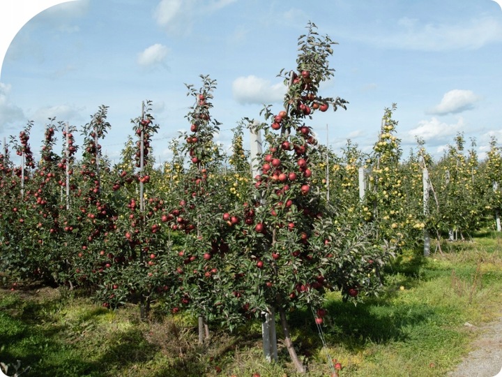 Mospilan 20SP 40g SUMI AGRO acetamipryd, stonka, mszyca, opuchlak,