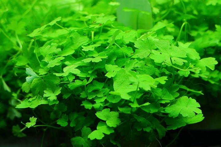 Rośliny Hydrocotyle Tripartita japan łatwy trawnik