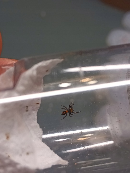 SAMICA Skakun Królewski Phidippus regius SOROA L6/L7 +SIATKA GRATIS skakuny