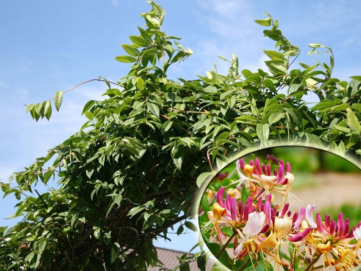 PNĄCZE NA PŁOT, ZIMOZIELONY WICIOKRZEW HENREGO - NIE ZRZUCA LIŚCI NA