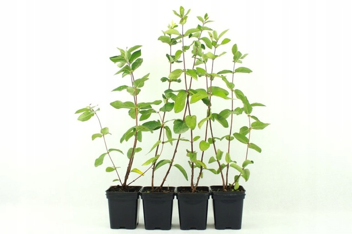 JAGODY 2 x BOREAL BEAST BOREAL BEAUTY ZESTAW 3 SZTUK 3 LETNIE