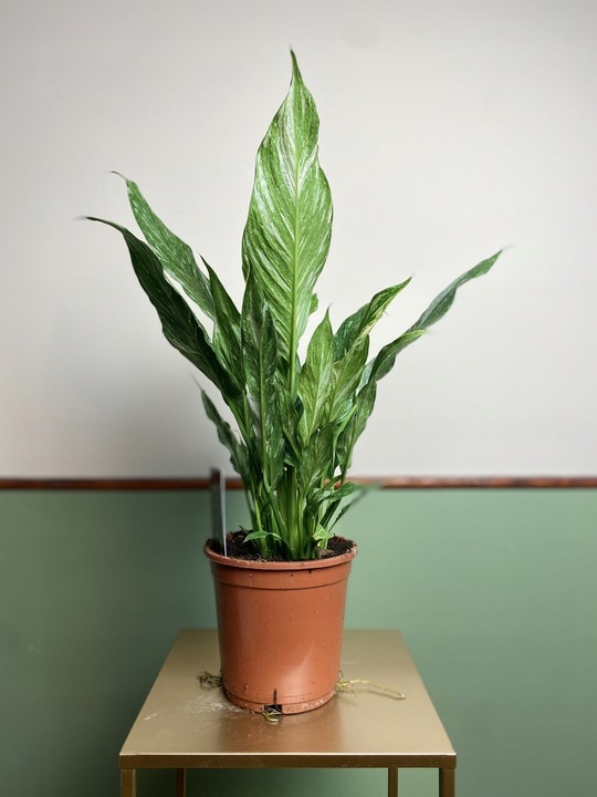 Spathiphyllum Diamond variegated Skrzydłokwiat z biało zielony liśćmi