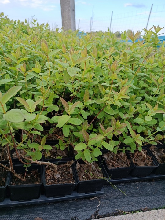 JAGODA KAMCZACKA najlepiej owocujący zestaw 3x