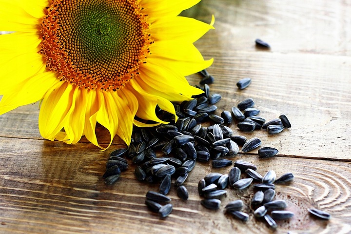 CZARNY SŁONECZNIK ZIARNO POKARM DLA PTAKÓW 5KG ZDROWY I POŻYWNY NA ZIMĘ