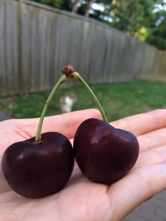 Czereśnia UKRAIŃSKA / GIGANTYCZNE OWOCE słodka i smaczna PIERWSZY