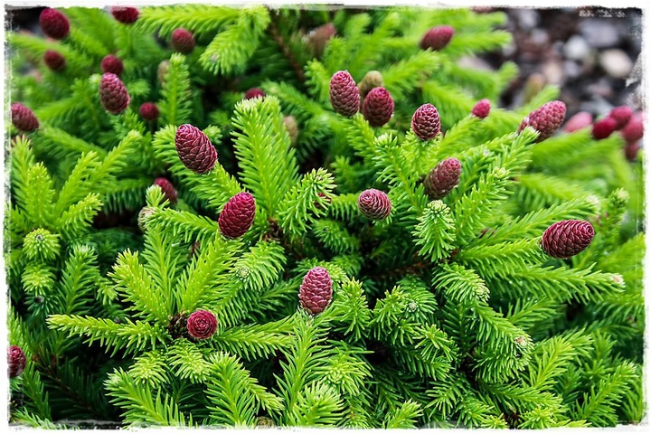 Nawóz pod iglaki SIARKOPOL wieloskładnikowy granulat 25KG do iglaków