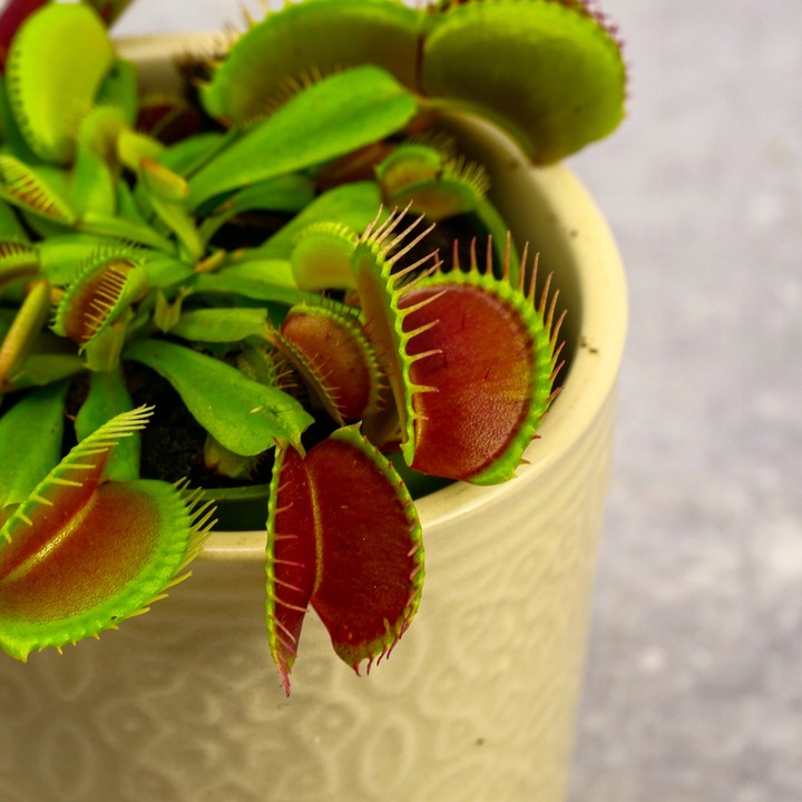 Muchołówka Dionaea Muscipula RED DRAGON OWADOŻERNA Zimoodporne