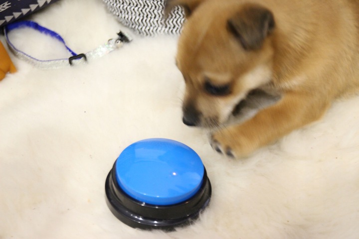 PRZYCISK SZKOLENIA Psa Kota NAGRYWANIE DŹWIĘKU przyciski NAUKA 2szt MP097