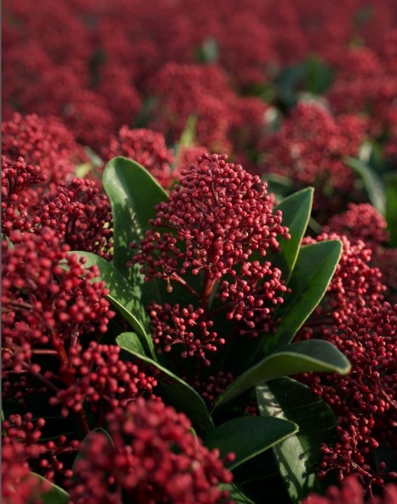 SKIMIA JAPOŃSKA Duże Sadzonki 1L 'Rubella'