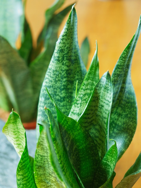 SANSEVIERIA 'ROBUST' pięknie ubarwione liście Sansewieria rozmiar S