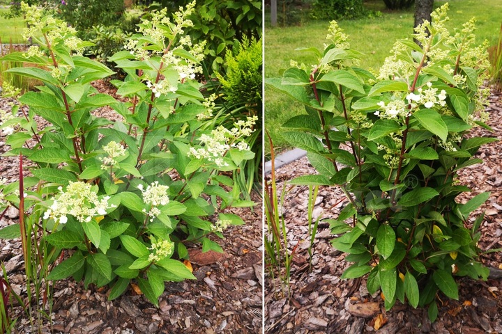 Podpora Obejma 10szt do Kwiatów Hortensji Ring Podpory Roślin Pędów Czarna
