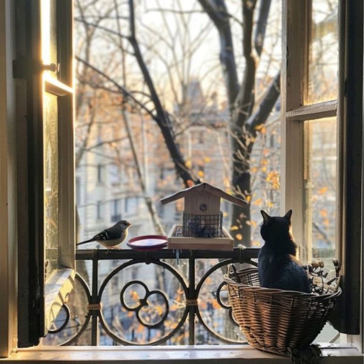 Karmnik dla ptaków na balkon Impregnowany SOLIDNY Poidło - Producent