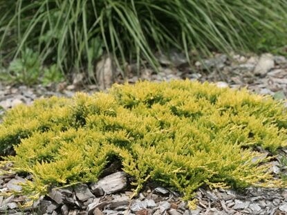Jałowiec płożący 'Golden Carpet' (Juniperus horizontalis)