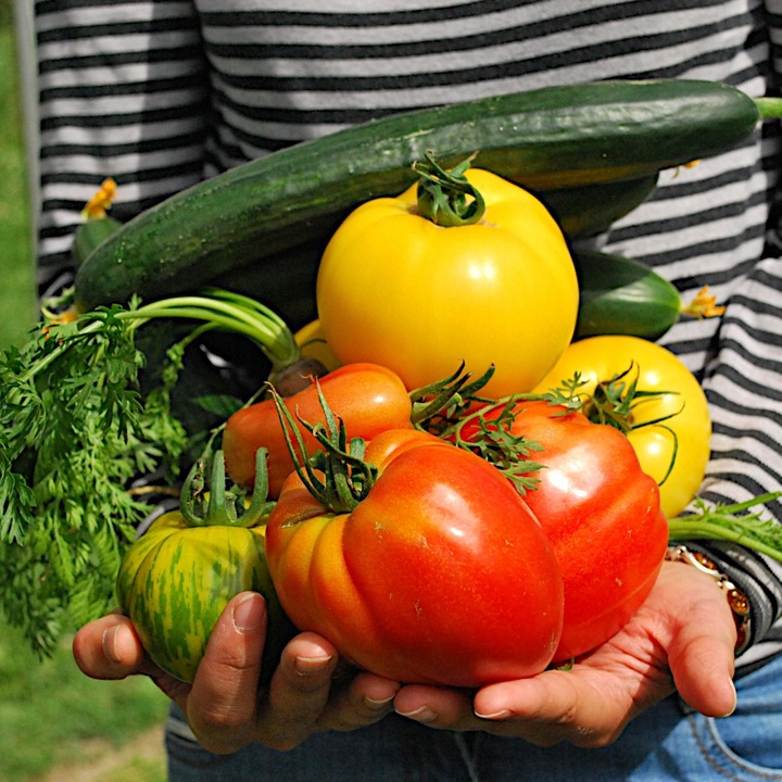 Substral Polysect Środek Oprysk Mszyce Przędziorki Wełnowce Mączliki