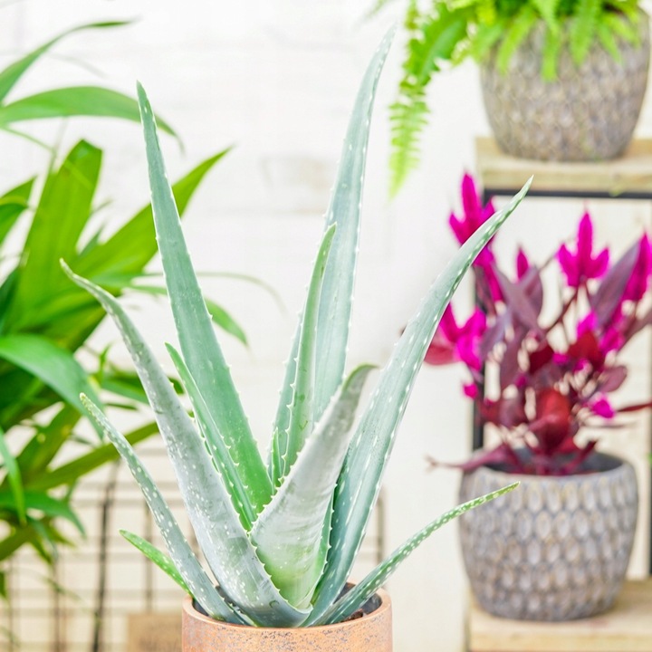 Aloe Vera NIEŚMIERTELNY ALOES Zwyczajny Domowa Lecznicza Roślina