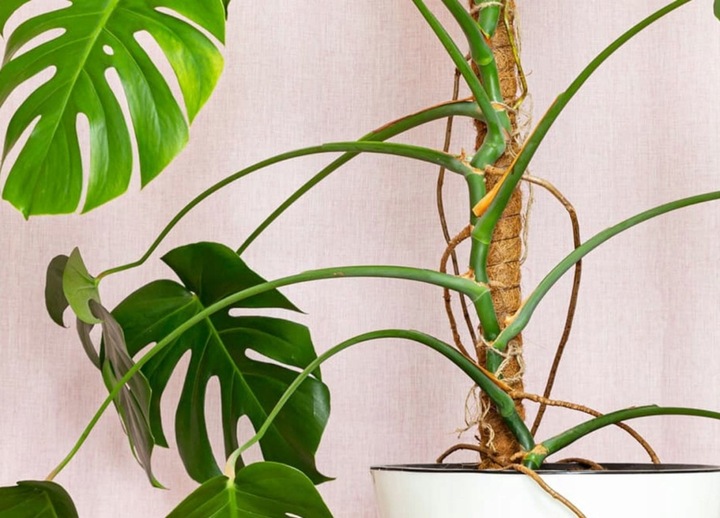 Podpora Palik Kokosowy 100cm (1M) Tyczka do Monstery Kwiatów Roślin