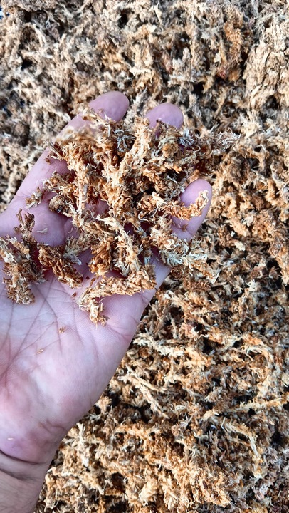 Mech Sphagnum Mech Torfowiec 3l