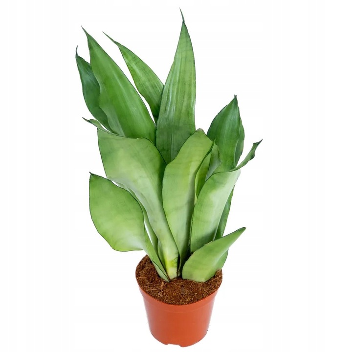 Sansevieria'Moonshine' KSIĘŻYCOWA PIĘKNOŚĆ Sansewieria Wytrzymały