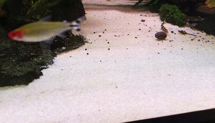 PIASEK KWARCOWY DO AKWARIUM - NAJCZYSTSZY 0,5-1,2 15 KG Drobny, Jasny