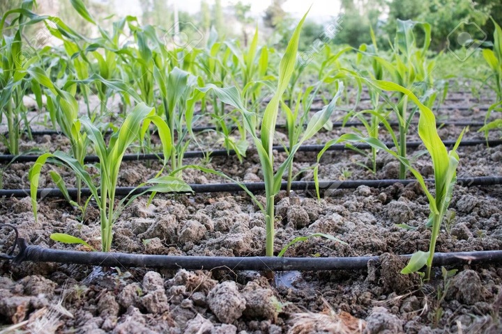 Linia kroplująca 100m + 192 AKCESORIA XXXL PREMIUM