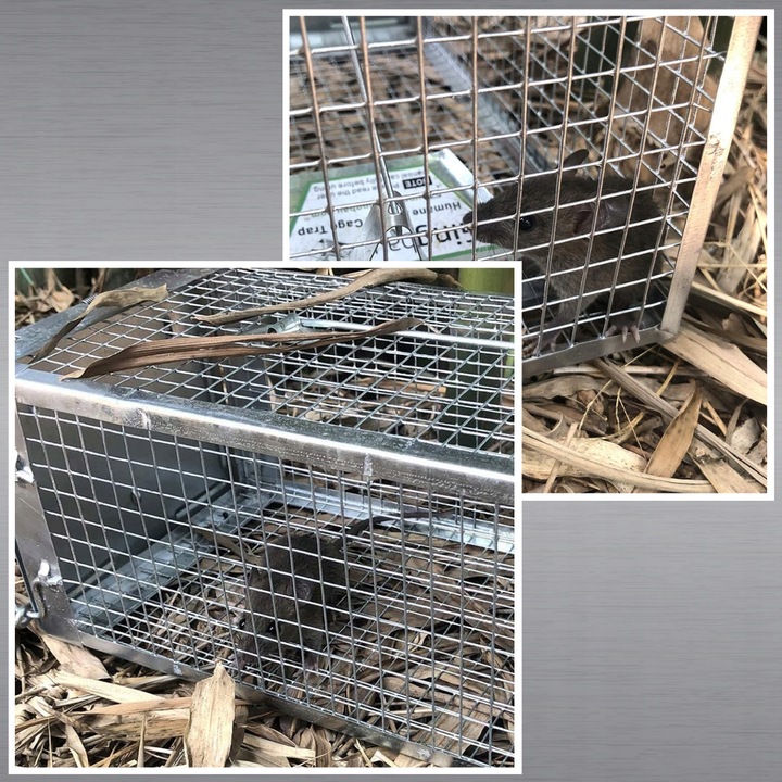 PUŁAPKA ŻYWOŁAPKA NA SZCZURY MYSZY GRYZONIE KUNY ŁAPKA DO ŁAPANIA