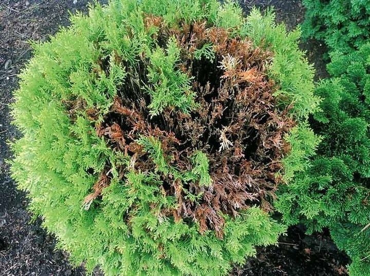 SUBSTRAL SAPROL OCHRONA TUI 100ml TUJE IGLAKI RÓŻ OZDOBNE GRZYBOBÓJCZY