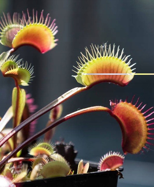 Torf KWAŚNY OGRODNICZY PLANTA DO ROŚLIN KWASOLUBNYCH BORÓWEK 3,0-4,0