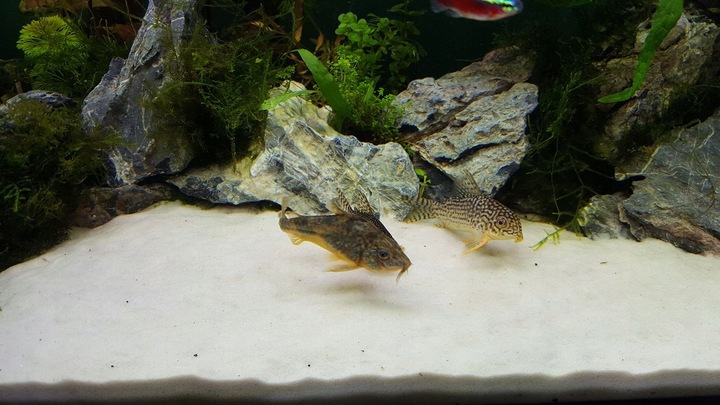 16KG BIAŁY PIASEK KWARCOWY ŻWIREK AKWARIUM 0,1-0,5