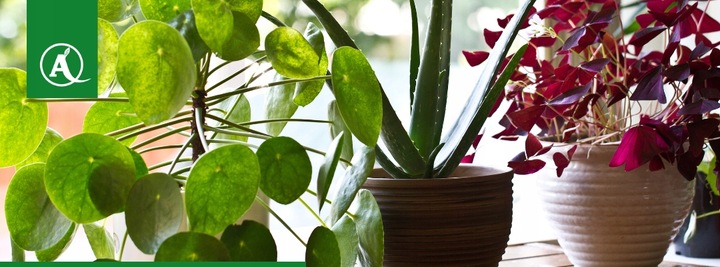 Sanium Pin pałeczki 2w1 nawozowe i na szkodniki