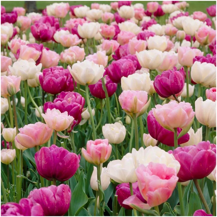 TULIPAN cebulki DOUBLE MIX KOLORY RÓŻU 20 szt. + GRATIS