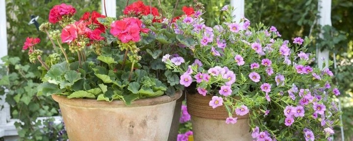 ZIEMIA DO PELARGONII SURFINII BEGONII PETUNII BRATKÓW balkonowych 60L nawóz