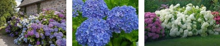 SUBSTRAL 100 DNI DO HORTENSJI 1KG NA KWITNIENIE I PĄKI