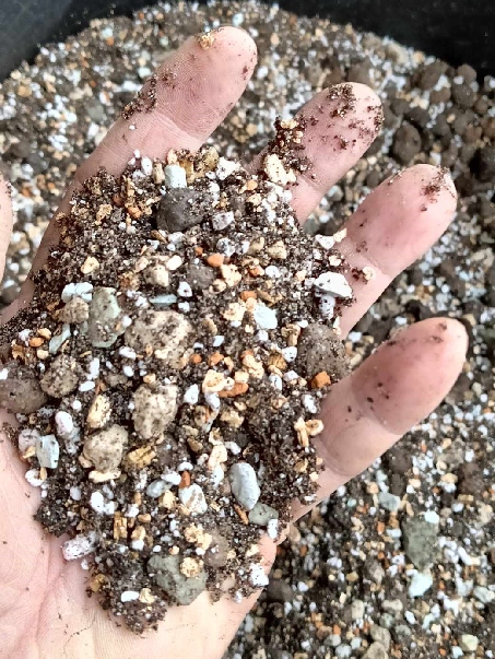 Botanic Soil Succulent 10l Podłoże do sukulentów,bigos ziemia