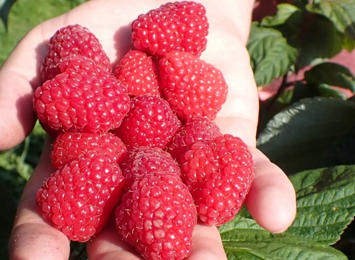 Malina czerwona GIGANT - owoc, który ledwo mieści się w dłoni!