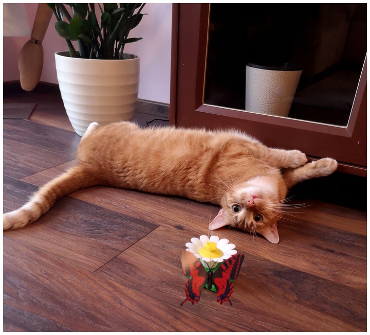 Zabawka dla kota MOTYLEK Ruchoma INTERAKTYWNA