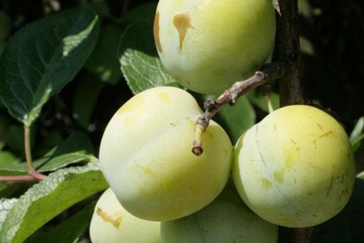 Śliwa RENKLODA ULENA POPULARNA Sadzonka z gołym korzeniem DUŻE JĘDRNE