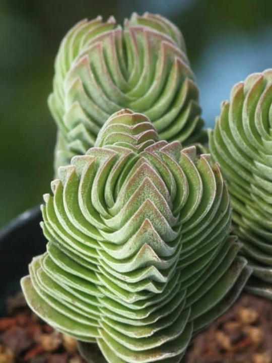 Crassula 'Buddha's Temple' Sukulent GRUBOSZ