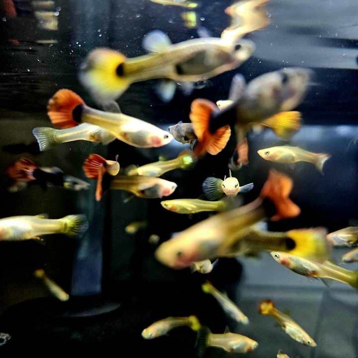 Gupik Mix samce i samice PAKIET 10 szt