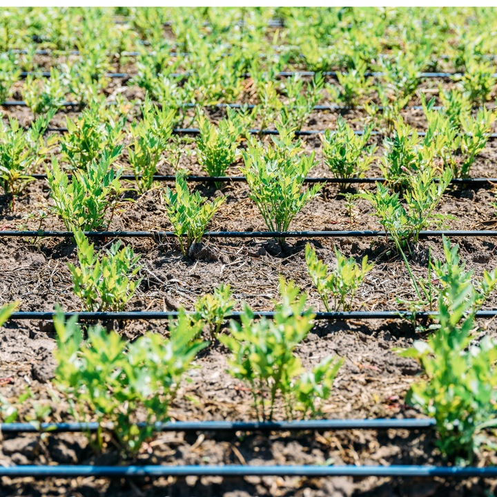 LINIA KROPLUJĄCA 100m+179EL NAWADNIANIE KROPELKOWE WĄŻ KROPELKUJĄCY SOLIDNY