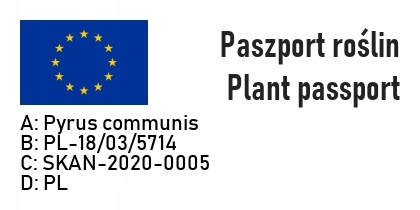 Grusza KLAPSA dobrze nam znana PYSZNA FAWORYTKA