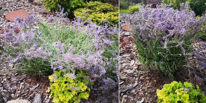 Podpora Obejma 20 szt Ring do Hortensji Roślin Kwiatów traw Obejmy Podpory