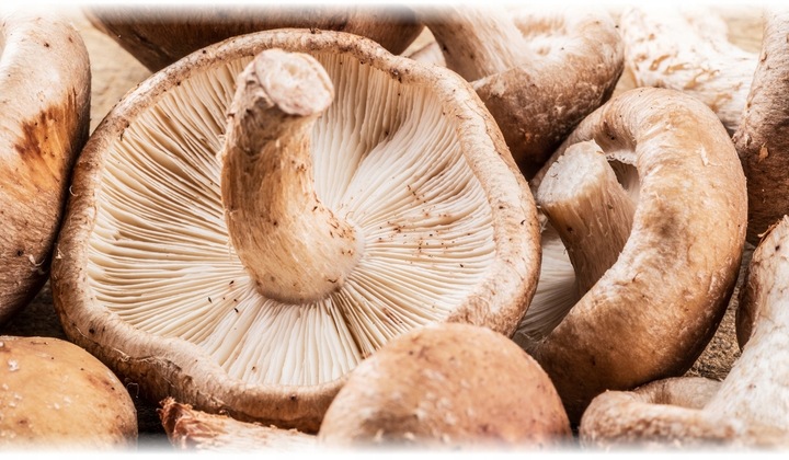 Suplement diety Aliness Grzyb witalny Shiitake kapsułki 90 sztuk