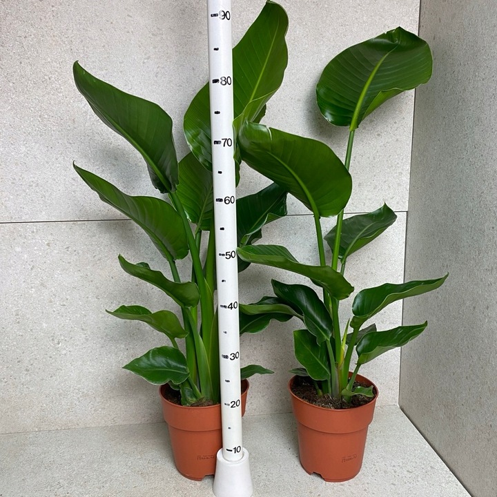 Strelitzia Nicolai Strelicja Biała Rajski Ptak XL