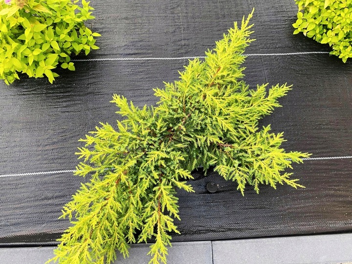 AGROTKANINA 135G 1,1x50m PREMIUM UV 3% AGROWŁÓKNINA CZARNA MATA + KOŁKI