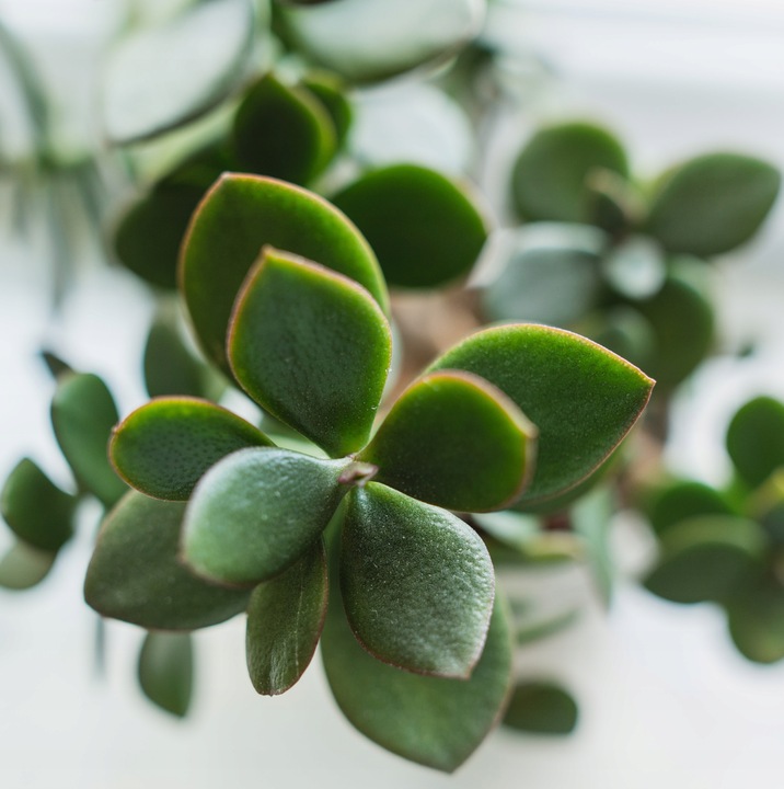 CRASSULA OVATA grubosz jajowaty drzewko szczęścia sukulent rozmiar L