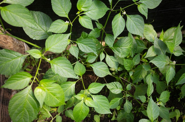 ZESTAW DO UPRAWY PAPRYKA CAROLINA REAPER HP22B RED NASIONA NAJOSTRZEJSZA