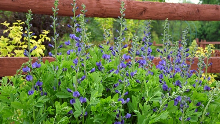 Baptysja Błękitna Bylina DŁUGOWIECZNA Mrozoodporna -35 Stopni Sadzonka