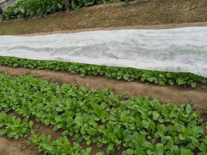 Agrowłóknina BIAŁA 1,6x50m ZIMOWA-WIOSENNA otulina 17g okryciowa